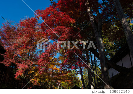 紅葉したもみじと青空 139922149