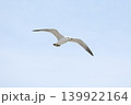 爽快に飛ぶウミネコの姿 139922164