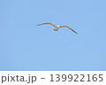 爽快に飛ぶウミネコの姿 139922165