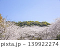 観音ヶ池の満開の桜 139922274
