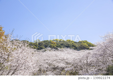 観音ヶ池の満開の桜 観音ヶ池の満開の桜 139922274