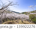 観音ヶ池の満開の桜 139922276