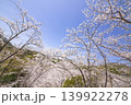 観音ヶ池の満開の桜 139922278