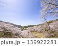 観音ヶ池の満開の桜 139922281