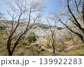 観音ヶ池の満開の桜 139922283
