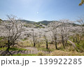 観音ヶ池の満開の桜 139922285