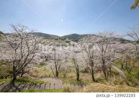 観音ヶ池の満開の桜 139922285