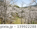 観音ヶ池の満開の桜 139922288