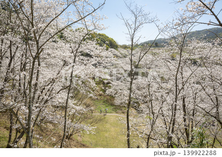 観音ヶ池の満開の桜 139922288