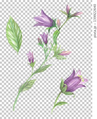 Bluebell. Meadow flower watercolor illustration. Handmade art work. For packaging design, cards, cover, prints, product labels and fabric. Bluebell. Meadow flower watercolor illustration. Handmade art work. For packaging design, cards, cover, prints, product labels and fabric. 139922640