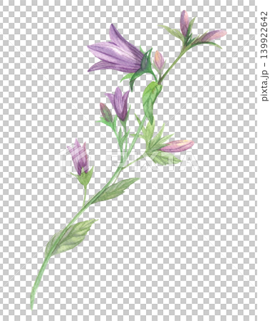 Bluebell flower. Meadow flower watercolor illustration. Handmade art work. For packaging design, cards, cover, prints, product labels and fabric. Bluebell flower. Meadow flower watercolor illustration. Handmade art work. For packaging design, cards, cover, prints, product labels and fabric. 139922642