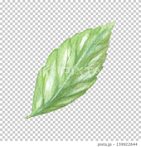 Leaf of the bluebell. Meadow flower watercolor illustration. Handmade art work. For packaging design, cards, cover, prints, product labels and fabric. Leaf of the bluebell. Meadow flower watercolor illustration. Handmade art work. For packaging design, cards, cover, prints, product labels and fabric. 139922644