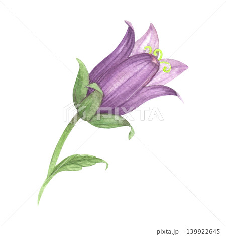 Flower of the bluebell. Meadow flower watercolor illustration. Handmade art work. For packaging design, cards, cover, prints, product labels and fabric. Flower of the bluebell. Meadow flower watercolor illustration. Handmade art work. For packaging design, cards, cover, prints, product labels and fabric. 139922645