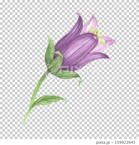 Flower of the bluebell. Meadow flower watercolor illustration. Handmade art work. For packaging design, cards, cover, prints, product labels and fabric. Flower of the bluebell. Meadow flower watercolor illustration. Handmade art work. For packaging design, cards, cover, prints, product labels and fabric. 139922645