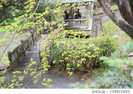 モミジの花咲く モミジの花咲く 139922693