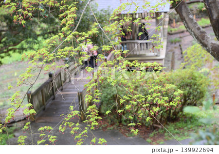 モミジの花咲く モミジの花咲く 139922694