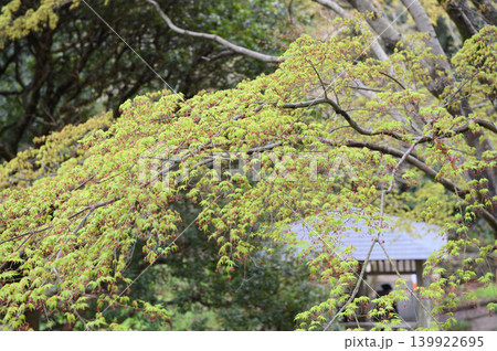 モミジの花咲く モミジの花咲く 139922695
