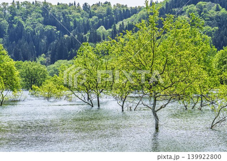 新緑の白川湖と水没林 山形県飯豊町 新緑の白川湖と水没林 山形県飯豊町 139922800