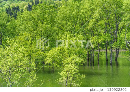 新緑の白川湖と水没林　山形県飯豊町 139922802