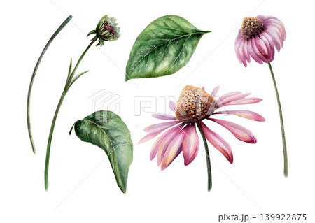 Echinacea medicinal herb set watercolor illustration. Purple coneflower blooms, leaves and buds for pharmaceutical immune system booster packaging, apothecary tea label and organic medicine design 139922875