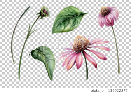 Echinacea medicinal herb set watercolor illustration. Purple coneflower blooms, leaves and buds for pharmaceutical immune system booster packaging, apothecary tea label and organic medicine design 139922875
