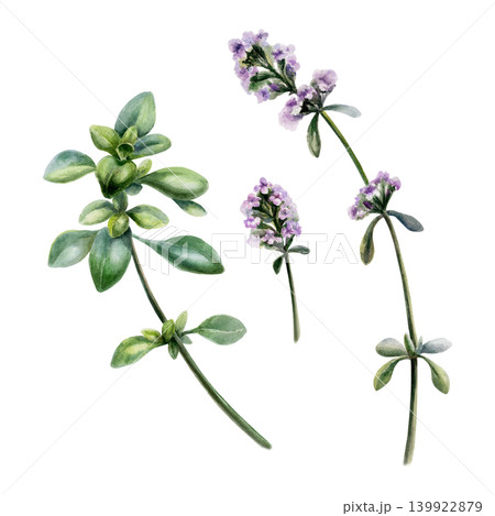 Thyme medicinal herb set watercolor illustration. Fresh thymus stems with purple flowers and green leaves for pharmaceutical cough syrup packaging, apothecary tea label and organic spice design 139922879
