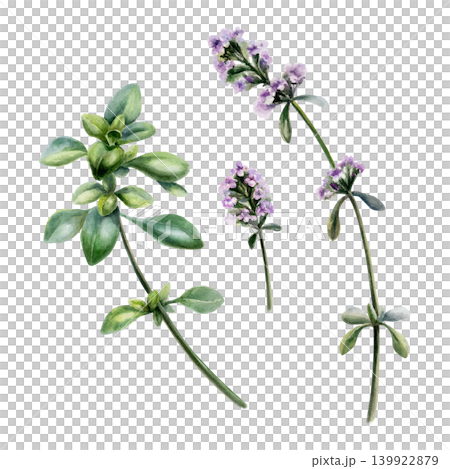 Thyme medicinal herb set watercolor illustration. Fresh thymus stems with purple flowers and green leaves for pharmaceutical cough syrup packaging, apothecary tea label and organic spice design Thyme medicinal herb set watercolor illustration. Fresh thymus stems with purple flowers and green leaves for pharmaceutical cough syrup packaging, apothecary tea label and organic spice design 139922879