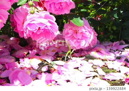 風光る満開の薔薇と舞い落ちる花びら 風光る満開の薔薇と舞い落ちる花びら 139922884