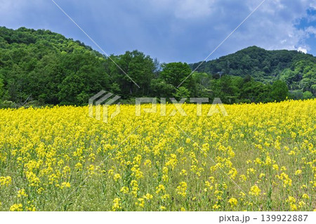 初夏に咲く菜の花　三ノ倉高原（スキー場）の花畑　福島県喜多方市 139922887
