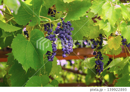Ripe purple grapes hanging on a vineyard vine under green leaves, captured in natural sunlight. Fresh fruit, foliage create an organic agricultural background for harvest, wine, seasonal food imagery Ripe purple grapes hanging on a vineyard vine under green leaves, captured in natural sunlight. Fresh fruit, foliage create an organic agricultural background for harvest, wine, seasonal food imagery 139922893