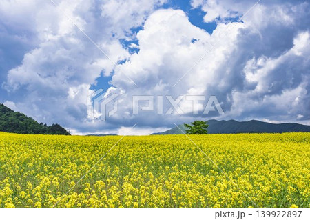 初夏に咲く菜の花 三ノ倉高原(スキー場)の花畑 福島県喜多方市 初夏に咲く菜の花 三ノ倉高原(スキー場)の花畑 福島県喜多方市 139922897