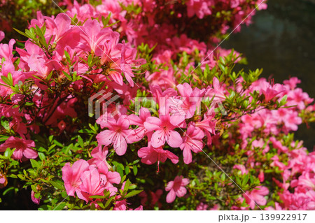 サツキの花 139922917