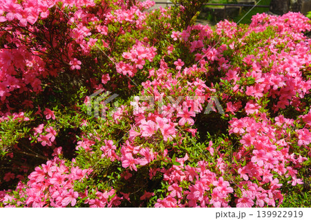 サツキの花 139922919