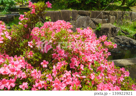サツキの花 サツキの花 139922921