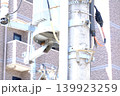 電信柱のトランスにある小さな穴で子育てをする都会のすずめ 139923259