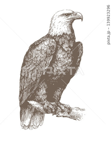 Eagle Illustration Vintage Engraved Vector American Bald Eagle Logo Emblem Design Eagle Illustration Vintage Engraved Vector American Bald Eagle Logo Emblem Design 139923296