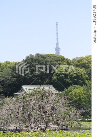不忍池の木に群がる多くの鵜と遠くに見える東京スカイツリー 139923439