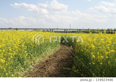 茨城県坂東市の利根川河川敷に広がる満開の菜の花畑と芽吹大橋ののどかな風景 139923486