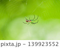 巣にぶら下がるシロガネグモ幼体の腹面 139923552