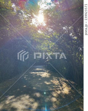 木漏れ日と逆光が差し込む日本の森林道路風景 木漏れ日と逆光が差し込む日本の森林道路風景 139923571