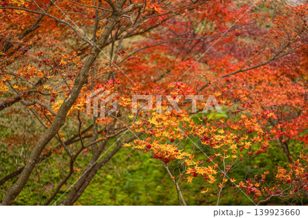 常寂光寺境内の紅葉 常寂光寺境内の紅葉 139923660