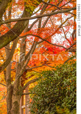 常寂光寺境内の紅葉 常寂光寺境内の紅葉 139923661