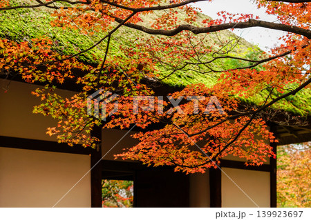 常寂光寺境内の紅葉 常寂光寺境内の紅葉 139923697