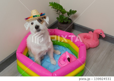 Funny dog in a straw sombrero hat sits in a colorful inflatable pool at home, summer vacation concept. 139924531