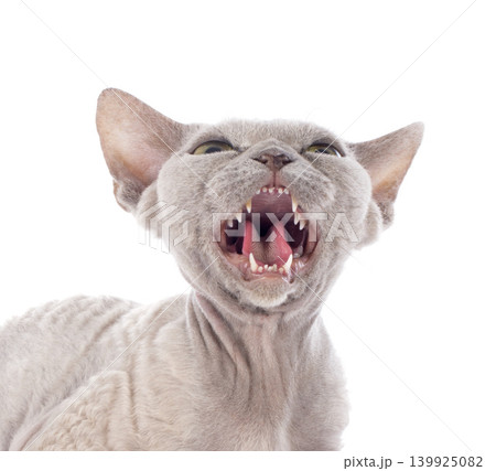 devon rex devon rex 139925082