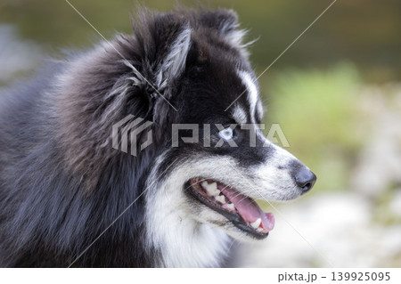Pomsky in nature 139925095