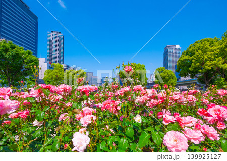 大阪 中之島公園のバラ園 139925127
