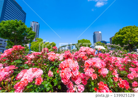 大阪 中之島公園のバラ園 139925129