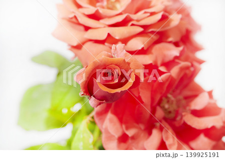 薔薇 薔薇 139925191