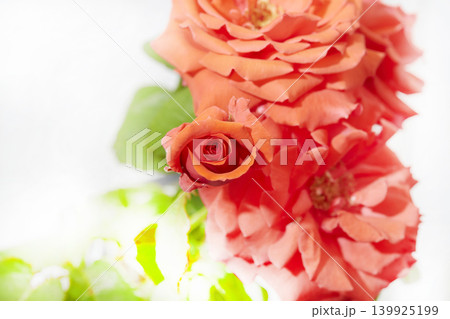 薔薇 139925199